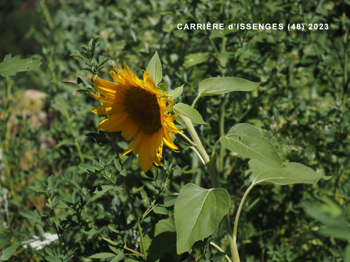 Sunflower flower